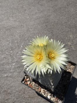 Astrophytum myriostigma quadricostatum nudum